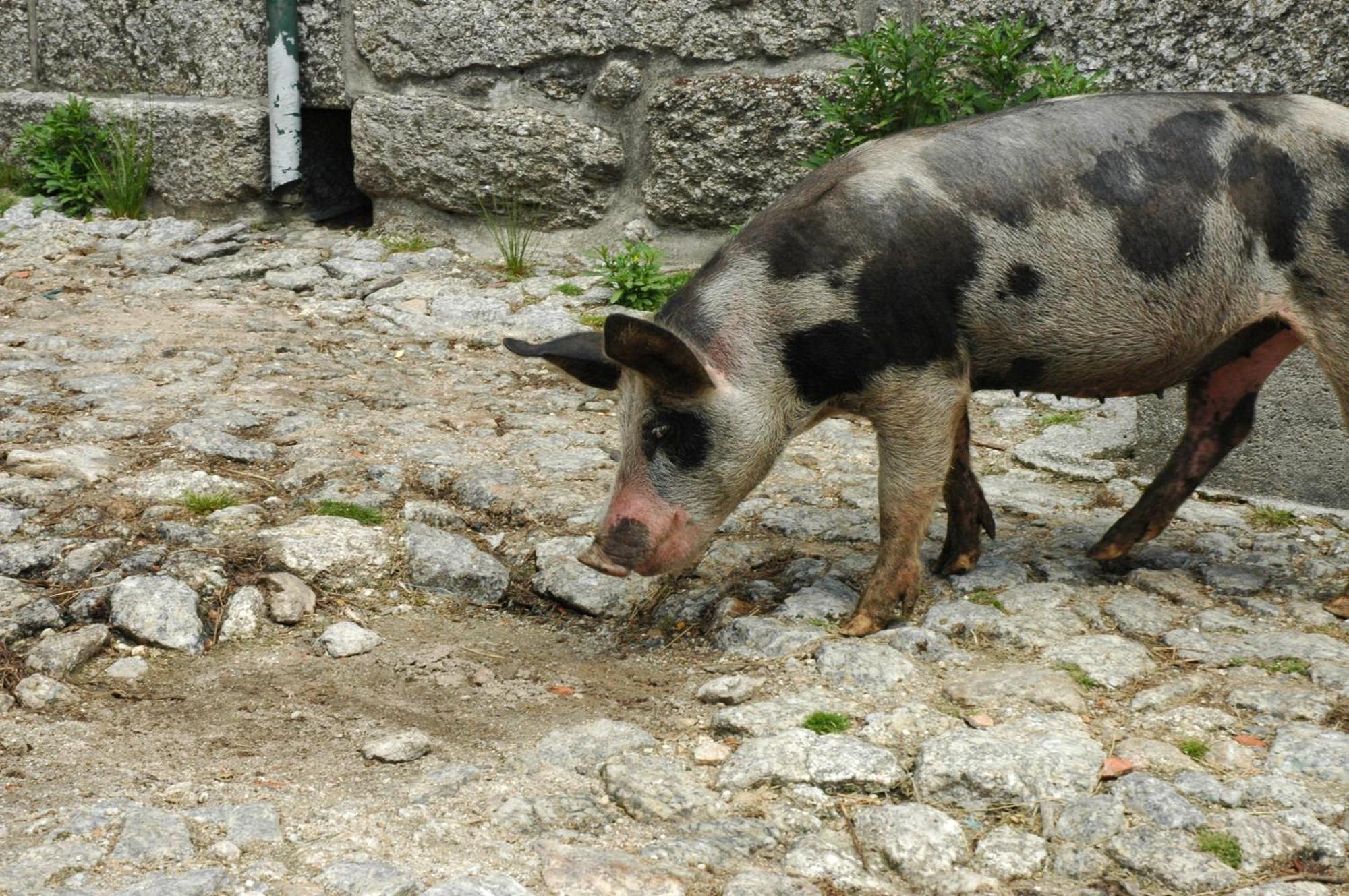 Casa De Campo Monte Abades Vendégház Terras de Bouro Kültér fotó